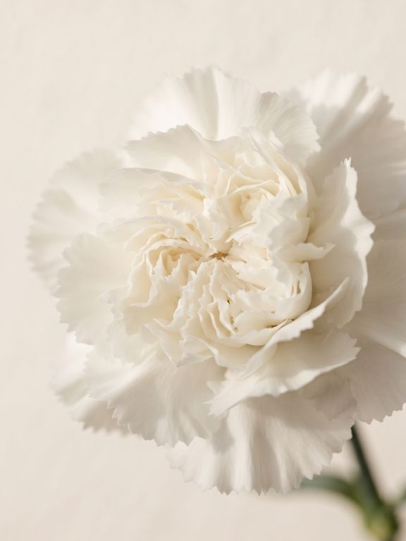 RANDAL WHITE CARNATIONS